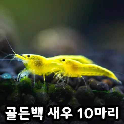 알비노풀레드 후기정보 모아서 비교하기