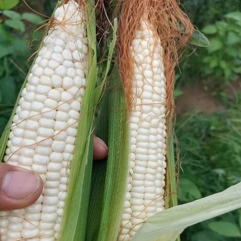 맛있는家 강원도 명물 찰옥수수 30개 브랜드 상품 가격정보